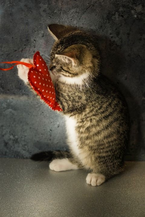 心 情人节 爱 感情 宿醉 小的 鲭鱼 小猫 家猫 家畜