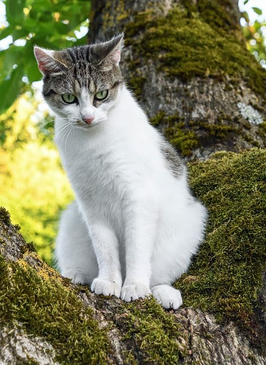 猫 树 绿色