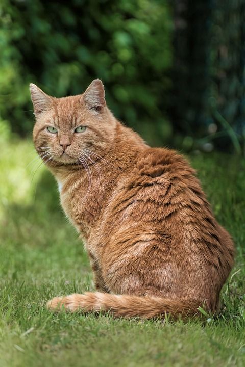 猫 国内动物 动物 国内的猫 猫的眼睛 好奇的 好奇的猫 哺乳动物