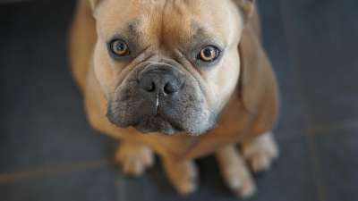 法国斗牛犬 狗 动物 肖像 动物肖像 眼睛 看法 鼻子 脸