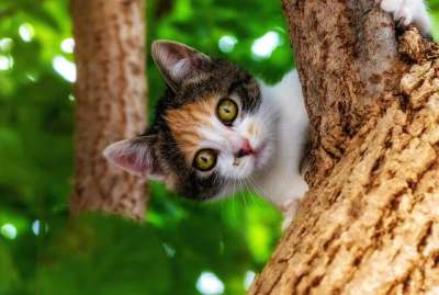猫咪 动物医院 哺乳动物 小猫 可爱的 肖像 荒野 肉食的 毛皮