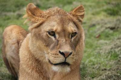 母狮 狮子 动物 荒野 猫 捕食者 非洲 苹果浏览器 野生动物