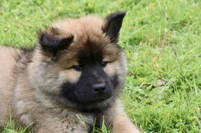 狗 小狗 年轻的婊子 婊子蓝色海岸 女性 Eurasier