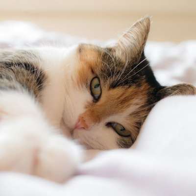 猫 基蒂 猫科动物 动物 可爱的小猫 昏昏欲睡的小猫