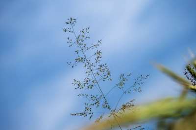 草 自然 野生植物 草甸植物 蓝天