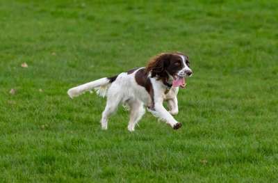 史宾格犬 西班牙猎犬 狗 枪狗 跑步 快乐的 英语 犬类 动物
