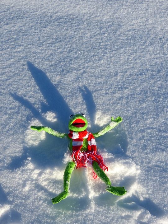 克米特 青蛙 乐趣 雪 雪天使 冬天 寒冷的