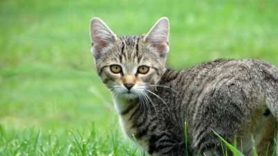 动物 猫 哺乳动物 猫科动物 小猫 国内的猫 毛皮 胡须