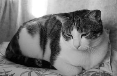 猫咪 猫伤心 白黑