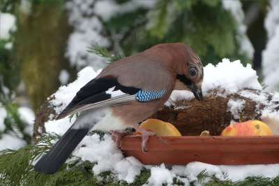 鸟 杰伊 · 喂食 冬天 雪 花园