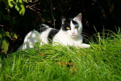 猫 女性 花园 夏末 家猫 猫脸 肖像 可爱的 头 动物