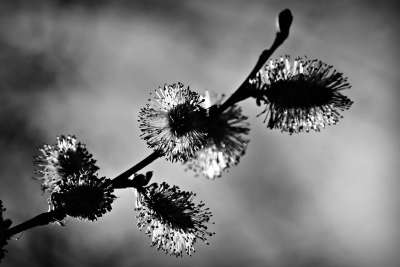 淡褐色的花絮 花 冬季绽放 是春天的使者 枝杈 树 季节性 二月