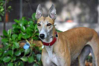 灵缇犬 45Mph 狗 赛车狗 狗的帮派