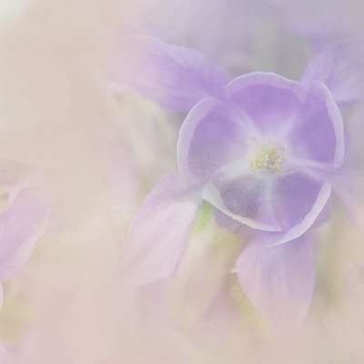 纸 Digiscrapbooking 花 自然 妈妈 节日