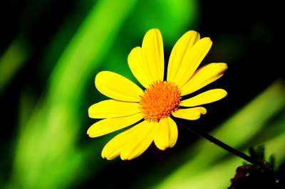 大自然 植物 夏季 花 花园 充满活力的 新鲜 特写 明亮