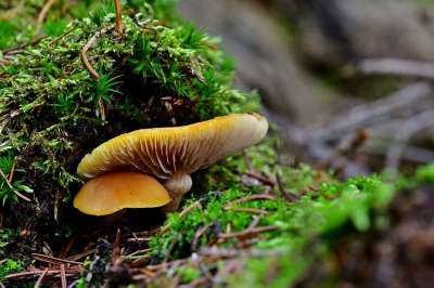 自然 森林 蘑菇 关闭 冬天 绿色 太阳 木头 苔藓