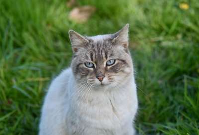猫 小猫 蓝眼睛的猫 动物 哺乳动物 猫的肖像 麻豆 绿色的肖像
