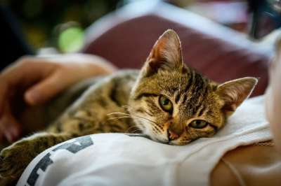 猫 小猫 甜的 宠物主人 女士 虎斑猫 毛皮 宠物 年轻的猫