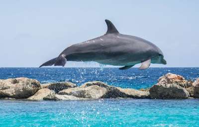 海豚 水族馆 跳跃 鱼 动物 海洋 水 生活 海 蓝色的