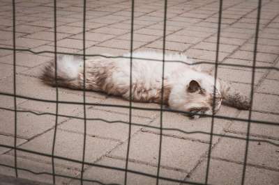 猫 动物 国内动物 国内的猫 户外 猫科动物 宠物