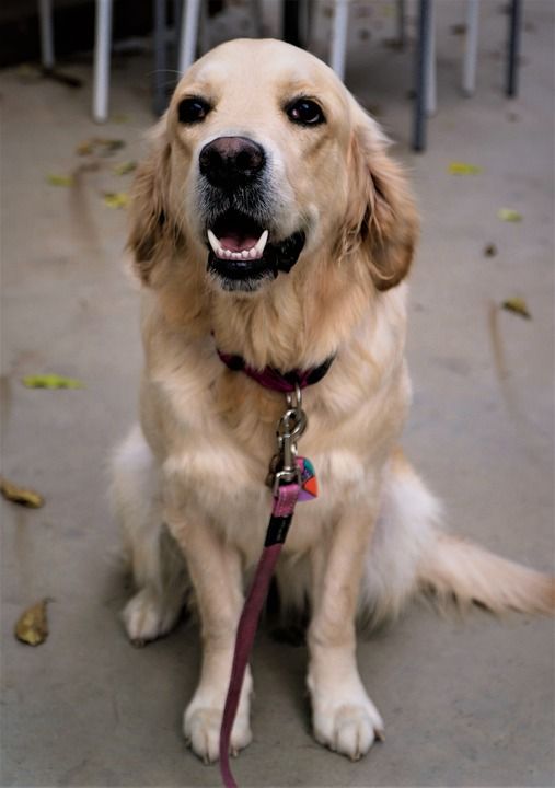狗 宠物 犬类 动物 毛皮 鼻子 哺乳动物 狗肖像