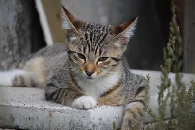 猫 小猫 鲭鱼 猫宝宝 年轻的猫 家猫