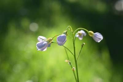 草地 春天 植物 花园 花 开花 白色的 春天的花朵 关闭