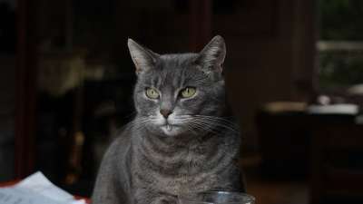 猫 基蒂 动物 猫科动物 国内的 可爱的 毛茸茸的 俏皮的 喝水