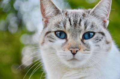 猫 胡同猫 鼻子的猫 蓝眼睛 小胡子 欧洲猫 猫蓝色的眼睛 动物