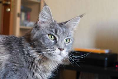 缅因猫 猫 品种 小猫 Mainecoon 灰色的 动物 纵向