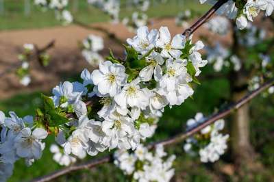 樱桃树 盛开 Kaiserstuhl 春天 果树 树 开花 樱花