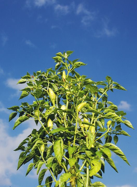 辣椒 锐度 锋利的 豆荚 辣椒植物 火热 食物 鲜辣 一顿饭