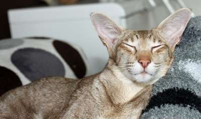 猫 睡觉 梦想 呼噜声 感觉良好 小猫 东方短毛猫 自在 条