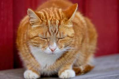猫 睡猫 宠物 累了的猫 动物 国内动物 国内的猫 猫科动物