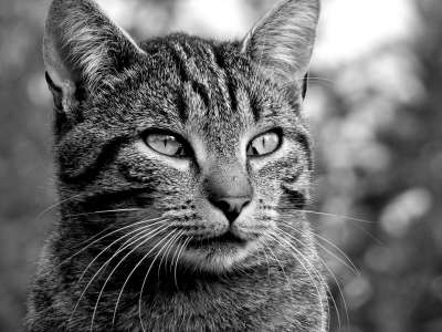 猫 看 猫科动物 动物 眼睛 可爱 肖像 头 灰色 黑色