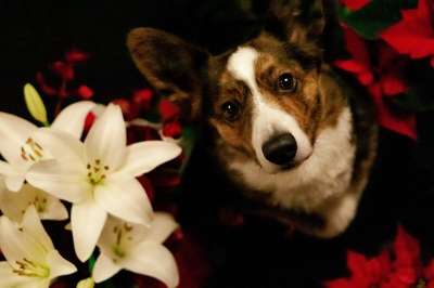 柯基犬 圣诞节 狗 家畜 可爱的 十二月 来临 灯 花 固定的
