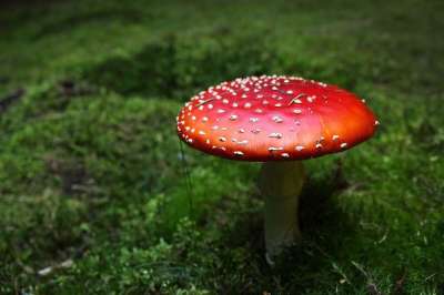 蘑菇 森林 毒菌 自然 绿色 红色的 有毒 食品 苔藓 毒