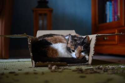 动物 猫 纸盒 家畜 猫脸 盒子 拥抱的地方