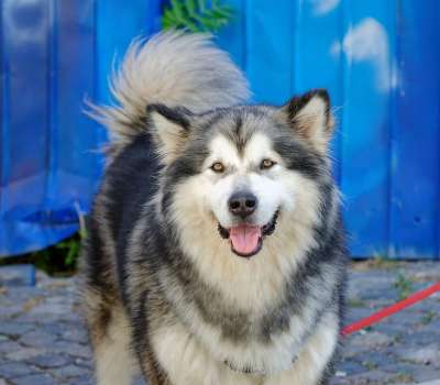 狗 沙哑 宠物 动物 犬类 皮带 毛皮 品种 哺乳动物