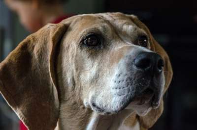 狗 猎狐犬 猎犬