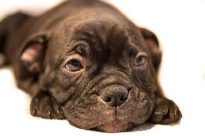 小狗 斗牛犬 犬类 宠物 狗 动物 品种 纯种 国内的 谱系