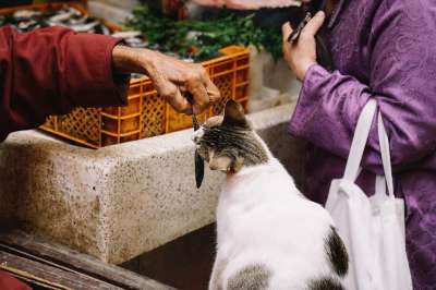 人们 市场 动物 猫 鱼 吃 棕色的鱼 棕色钓鱼 棕色市场