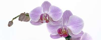 兰花 花 开花 芽 热带 紫色 花瓣 宏 关闭 自然