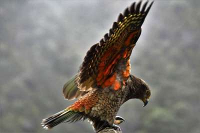 Kea 鸟 动物 山鹦鹉 野生动物 羽毛 自然 观鸟 新西兰