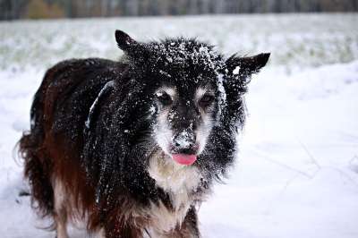 雪 狗 边境 雪地里的狗 牧羊犬 边境牧羊犬