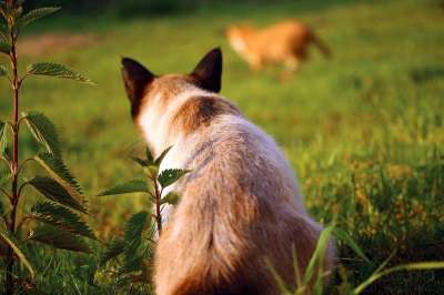 猫 小猫 红猫 暹罗 品种猫 红虎斑 鲭鱼 家猫 虎猫