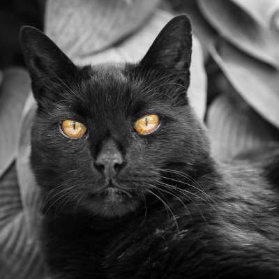 猫 黑色 猫看