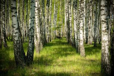 Birch 树 性质 景观 公园 Grove 木材 松 绿色