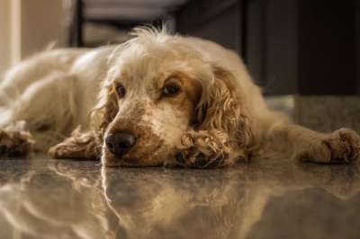 狗 可卡犬 野生动物 动物 家畜 小猎犬 橙色模具 英国可卡犬