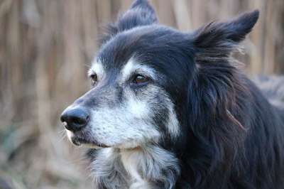 狗 边境牧羊犬 牧羊犬 英国牧羊犬 边境 纯种狗 家畜